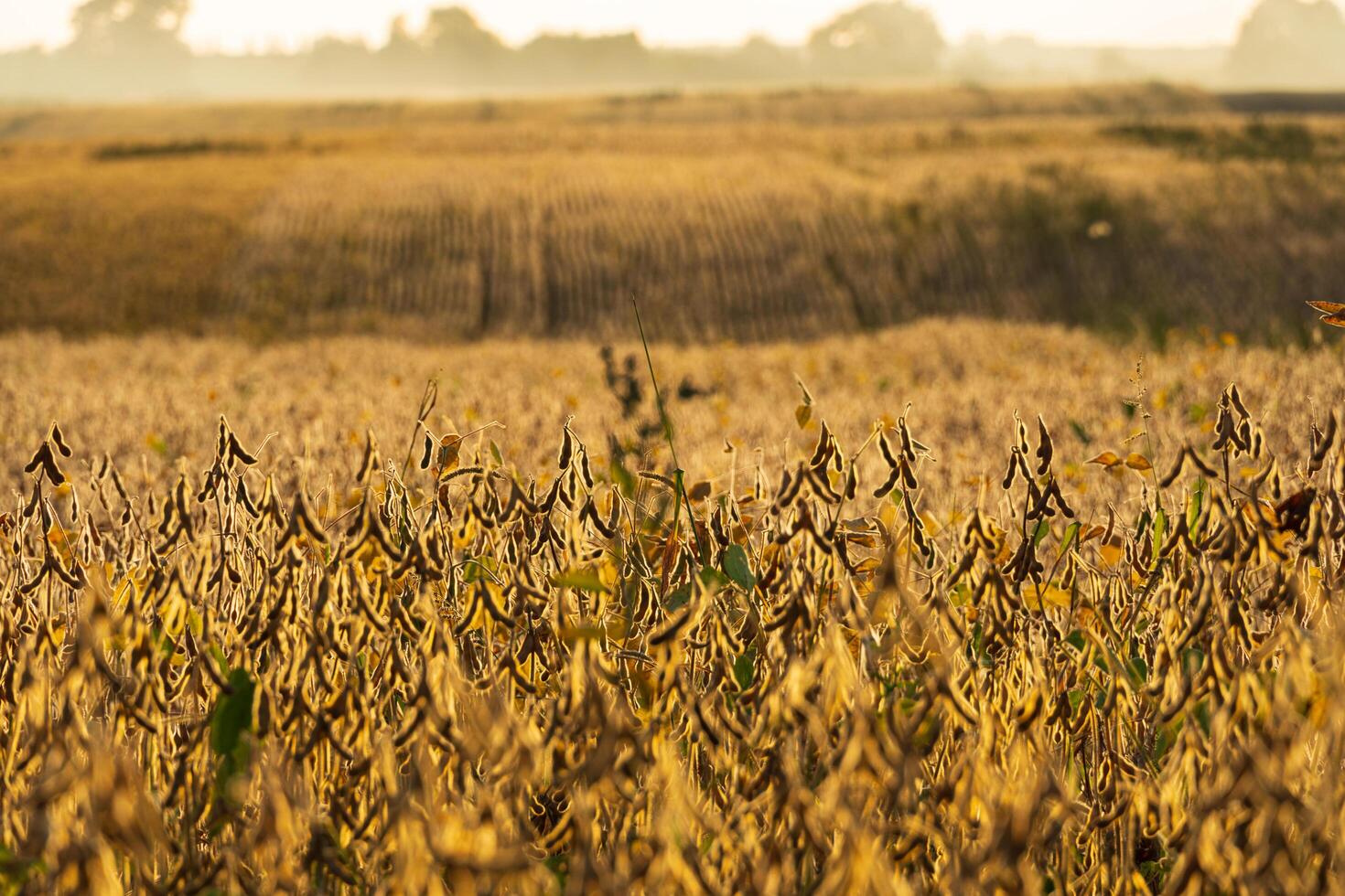 Agricultural field of mature soybeans. Ripe soybean pods hang on the stalks. Soybean harvest photo