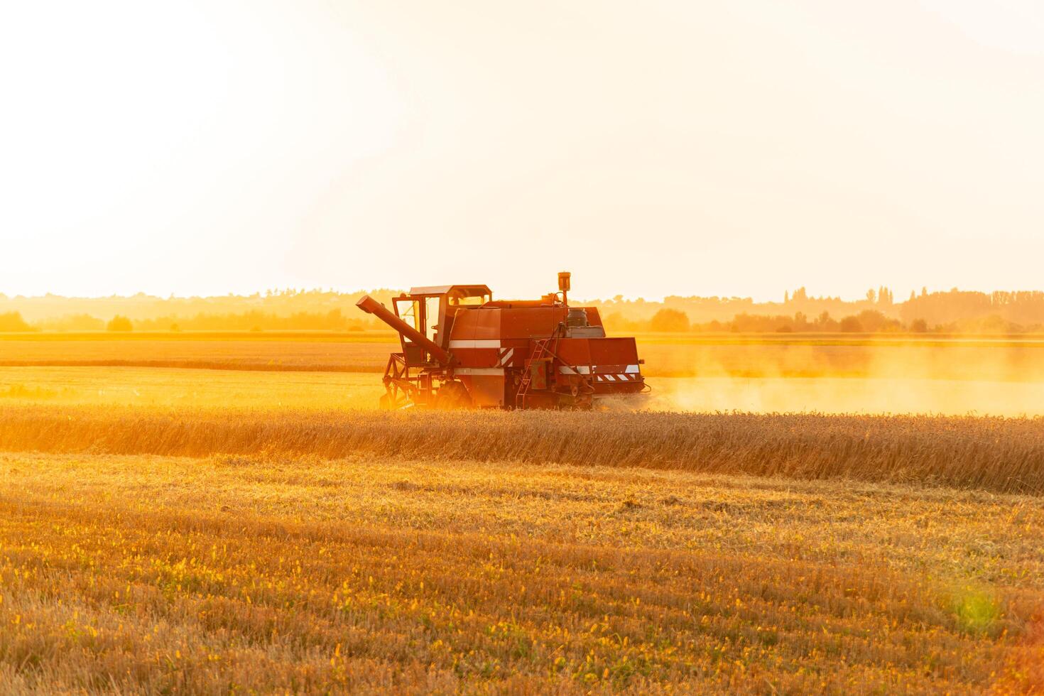 A combine harvester harvests at sunset. The combine harvester works in the field. Agricultural machinery on the field. Beautiful agricultural landscape photo
