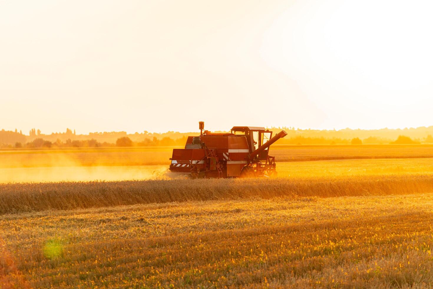 Combine harvester working on wheat field. A Ukrainian farmer harvests wheat. Beautiful Nature. Sunset Landscape. photo