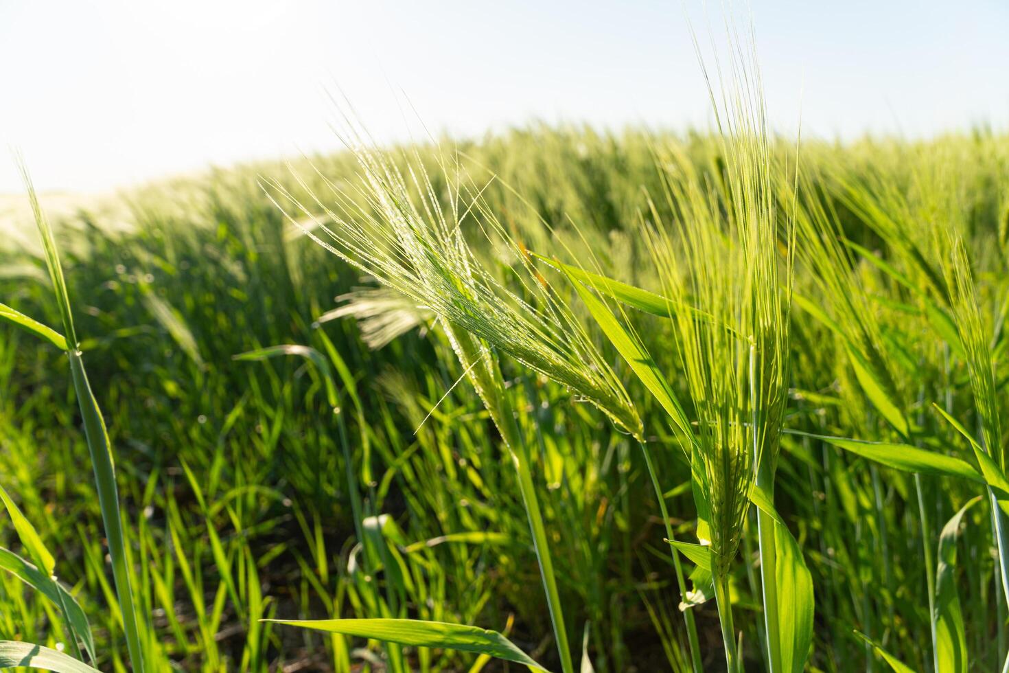 Spikelets of green barley in a field. Growing barley plants. Green ear of barley with dew drops photo