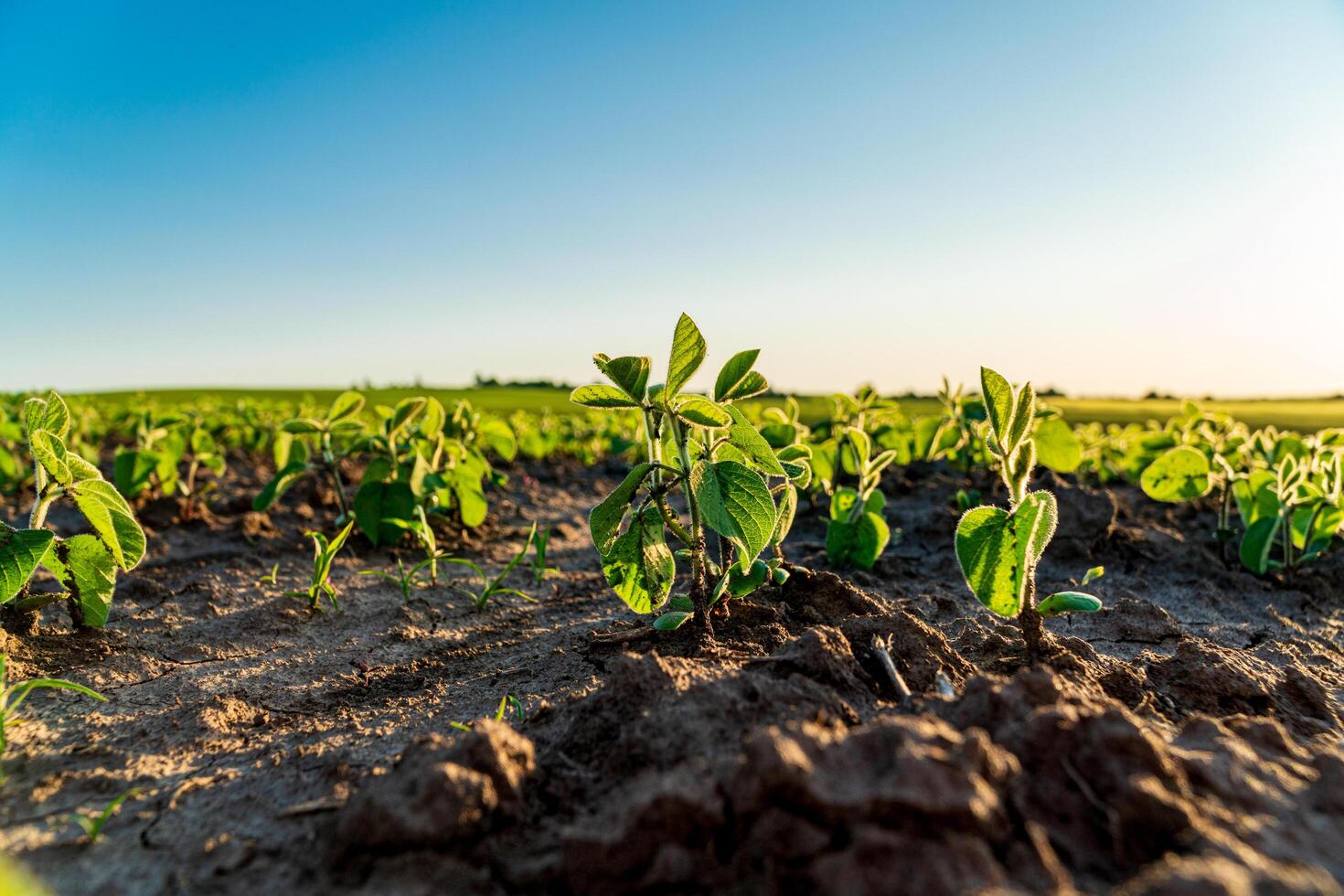 Close-up of soybean sprouts growing in a field. Young green soybean plants. Agricultural soybean field photo