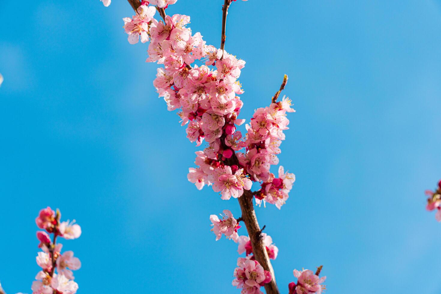 Close-up of beautiful cherry tree flower. Cherry blossom in spring for background. Macro cherry blossom tree branch photo