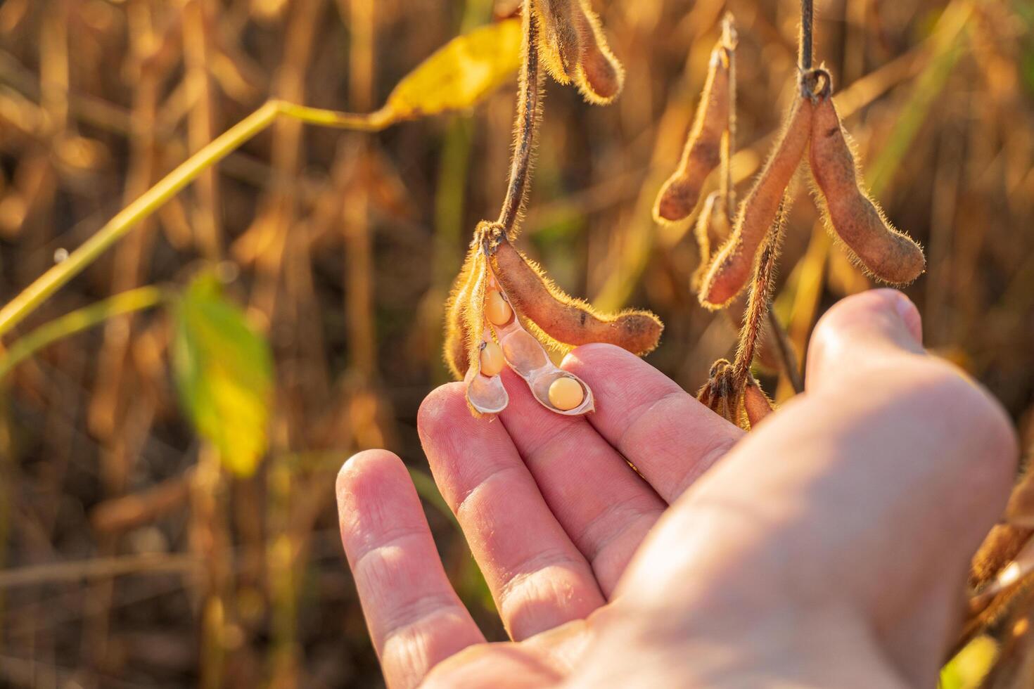 Farmer hand touching ripe soybeans in field. Soy pods close-up. Soybean harvest photo