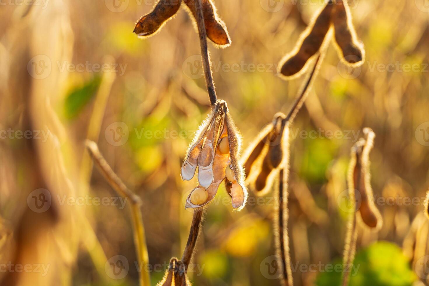 Ripe soybeans close-up. Soy pods close-up. Soybean harvest photo