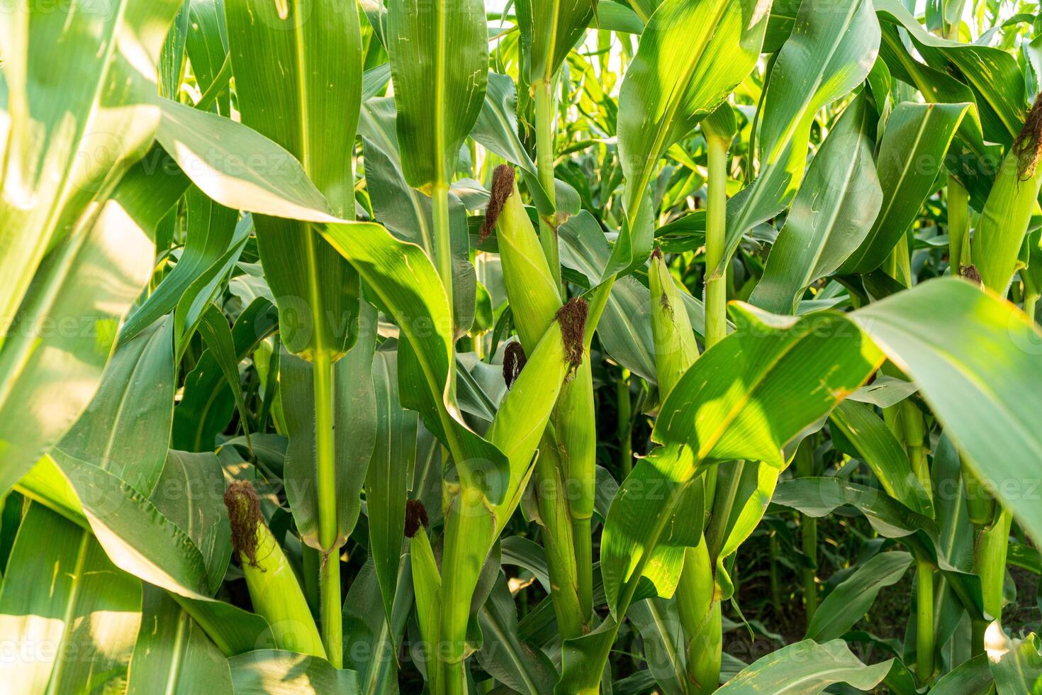 Corn cobs grow on stalks. Young ears of corn grow in the field. Corn harvest photo