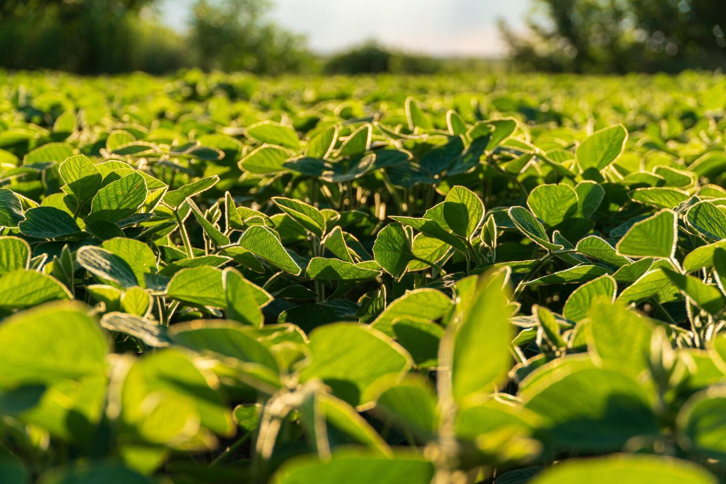 Small soybean plants. Small lush soybean leaves. Growing soybeans in an agricultural field. Soybean crops photo