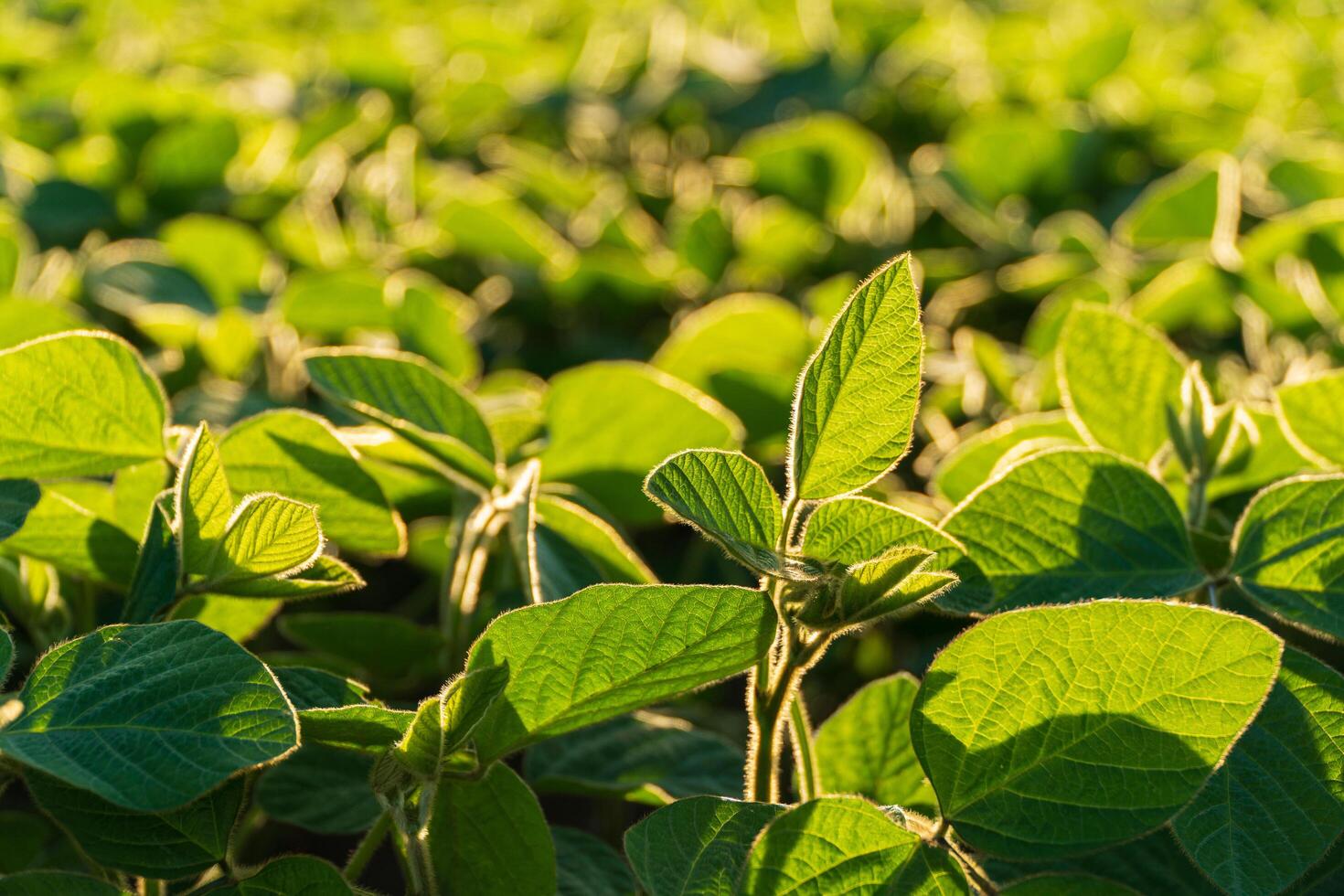 Beautiful soybean plants. Soy leaves against the sun. Soy business photo