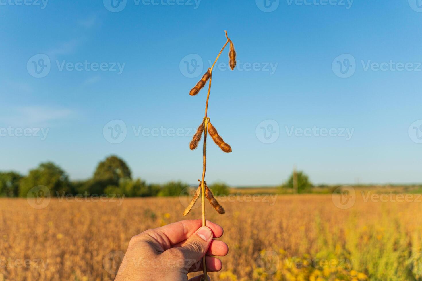 A farmer is holding a soy stalk in the field. Soy field photo