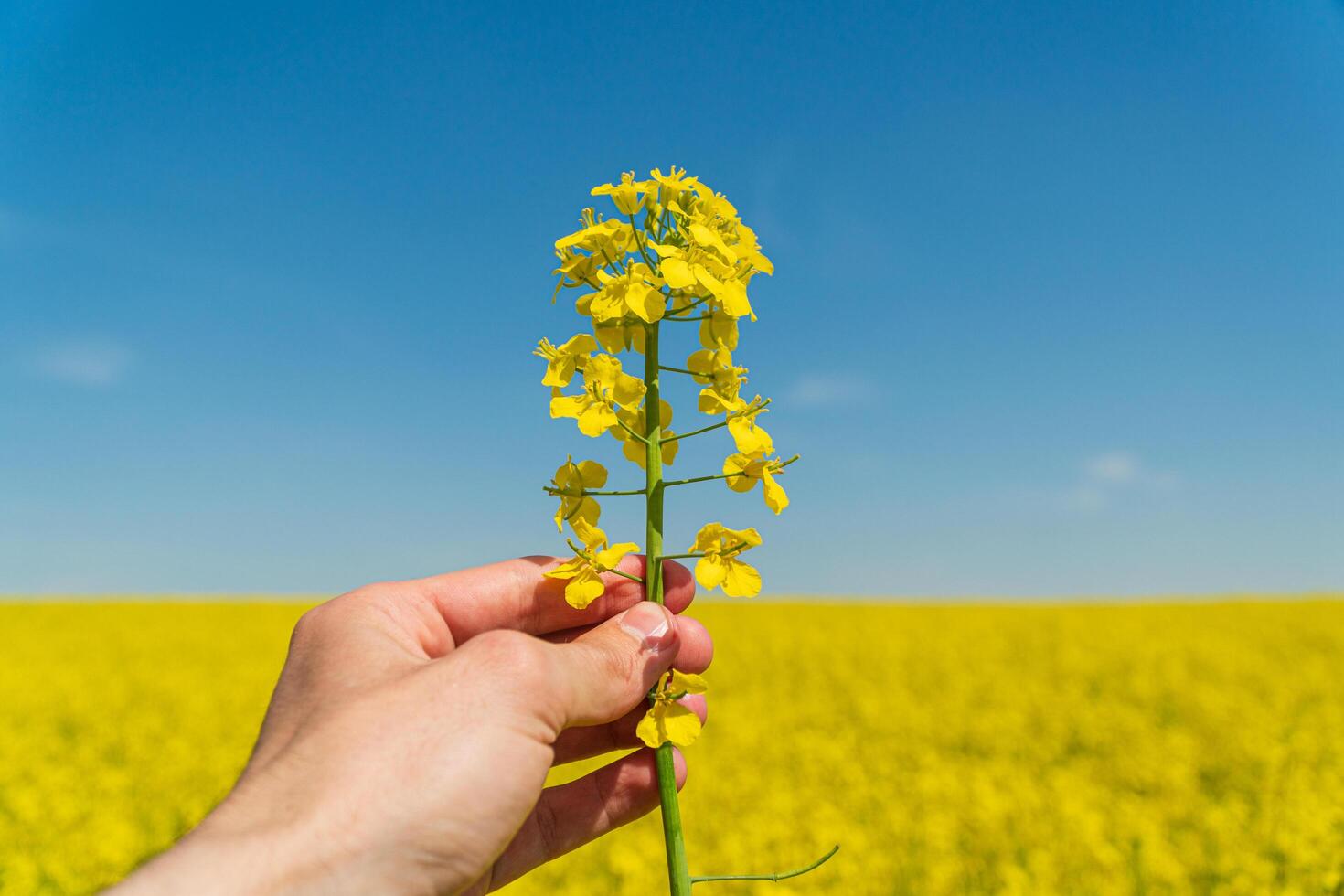 A farmer is holding a rapeseed stalk in the field. Rapeseed field. Farmer in the agricultural field photo