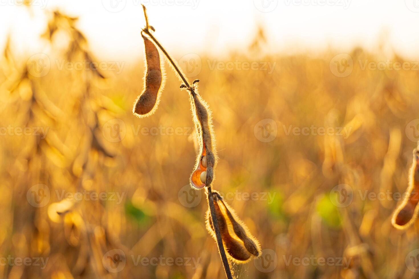 Ripe soybean pods close up. Mature soybean pods in the field. Harvesting legumes photo