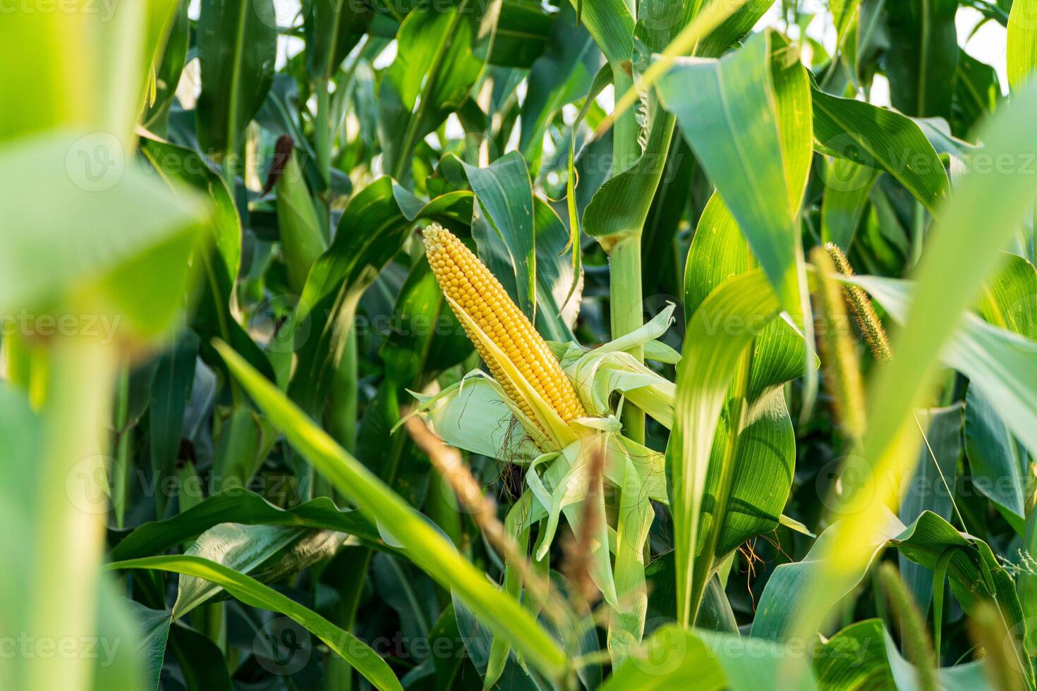 Ripe open cob of corn with grains, on a stalk. Corn cob in organic corn field photo