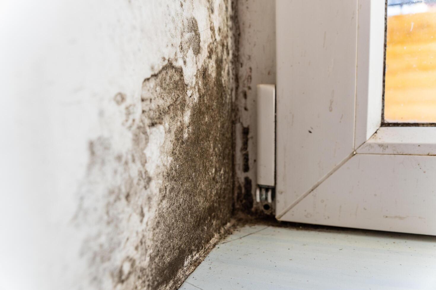 Dark mold is visible in the corner by the window, indicating excess moisture or water damage in the room. This suggests the need for cleaning and potential repairs photo