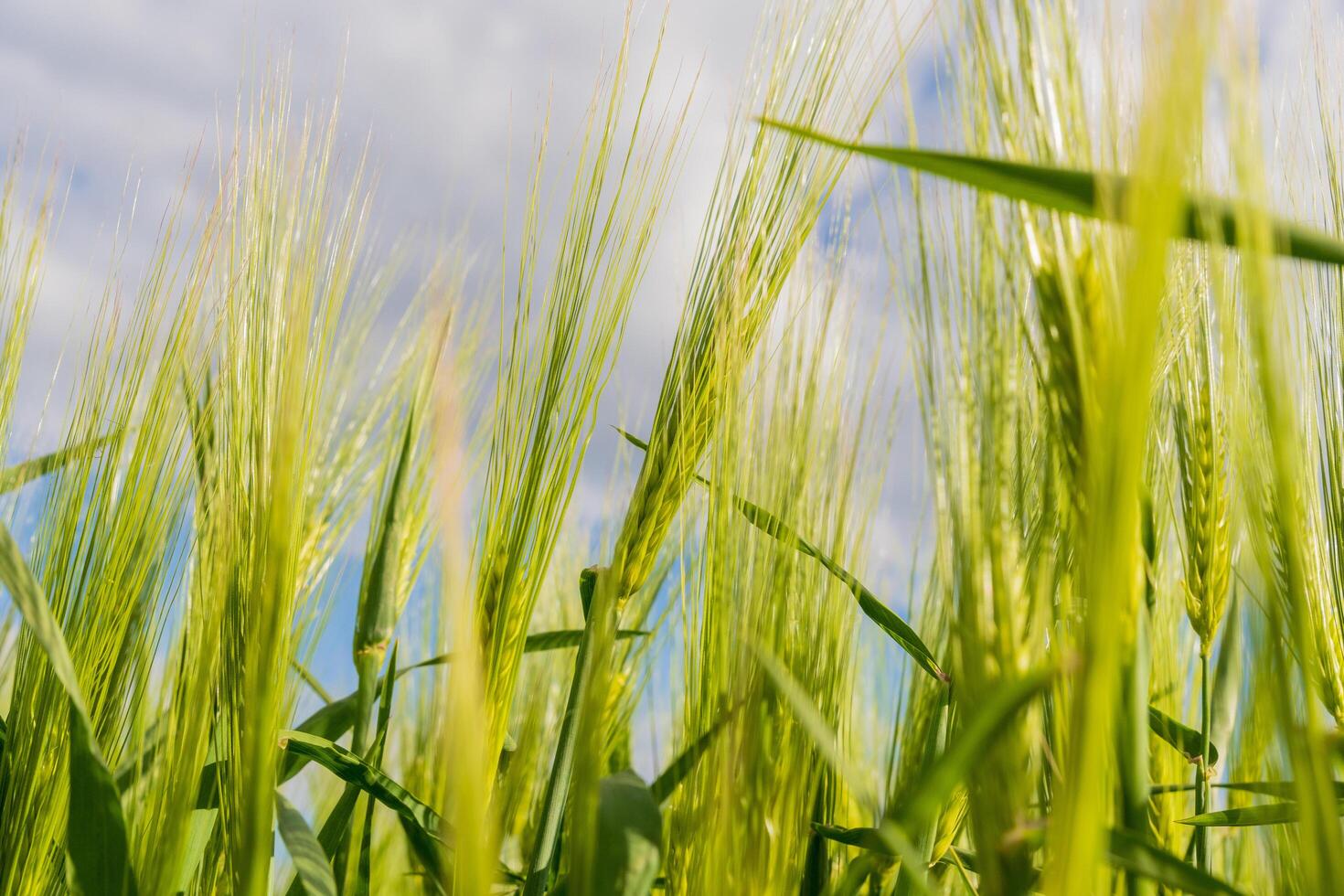 Tall green wheat stalks sway softly in the breeze, illuminated by sunlight under a partly cloudy sky. This rural setting captures the essence of nature's beauty photo