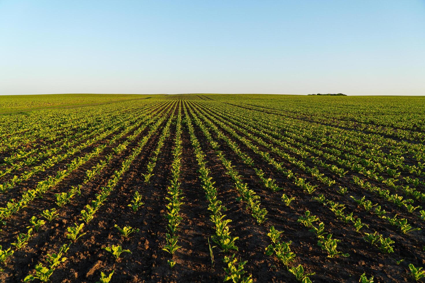 Young sugar beet sprouts in the field at sunset. Growing sugar beet in an agricultural field. Concept of a rich harvest photo