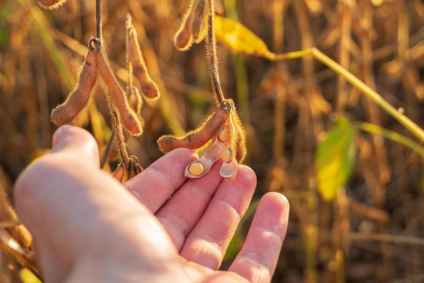 Farmer in a soybean field checks the harvest. Farmer holding soybean plant in hand in field. Agriculture concept photo