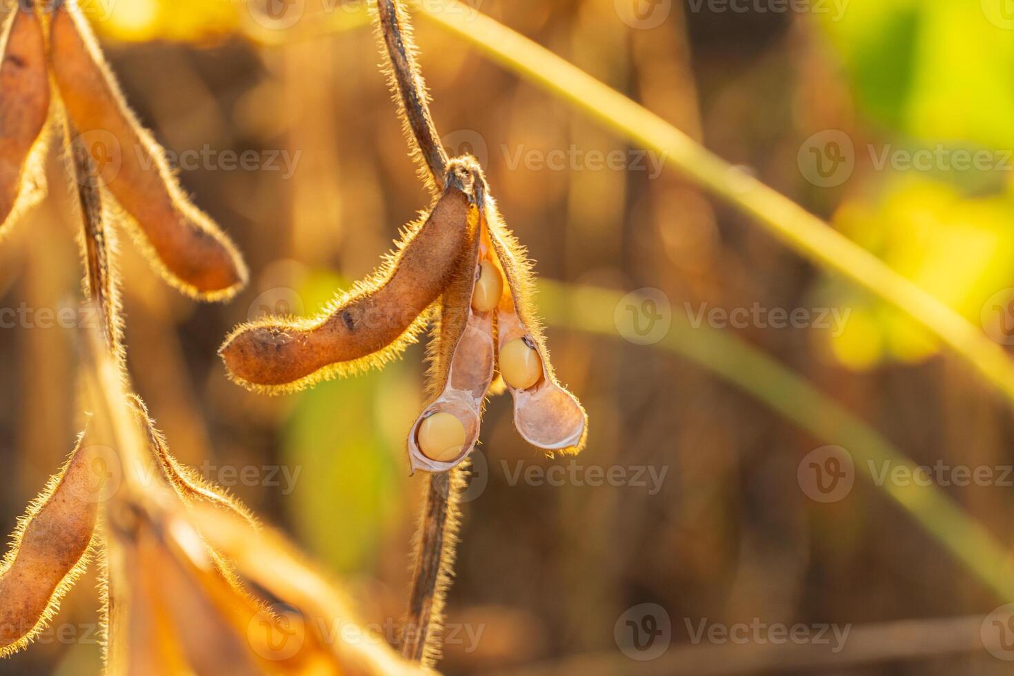 Ripe soybean pods. Soybean plantation at sunset photo