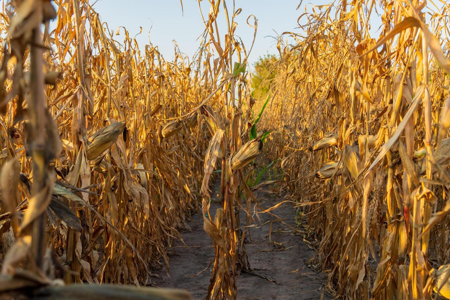 Rows of tall, dried corn stalks stretch toward the horizon, basking in the warm afternoon sunlight, signaling the end of the growing season in late summer photo