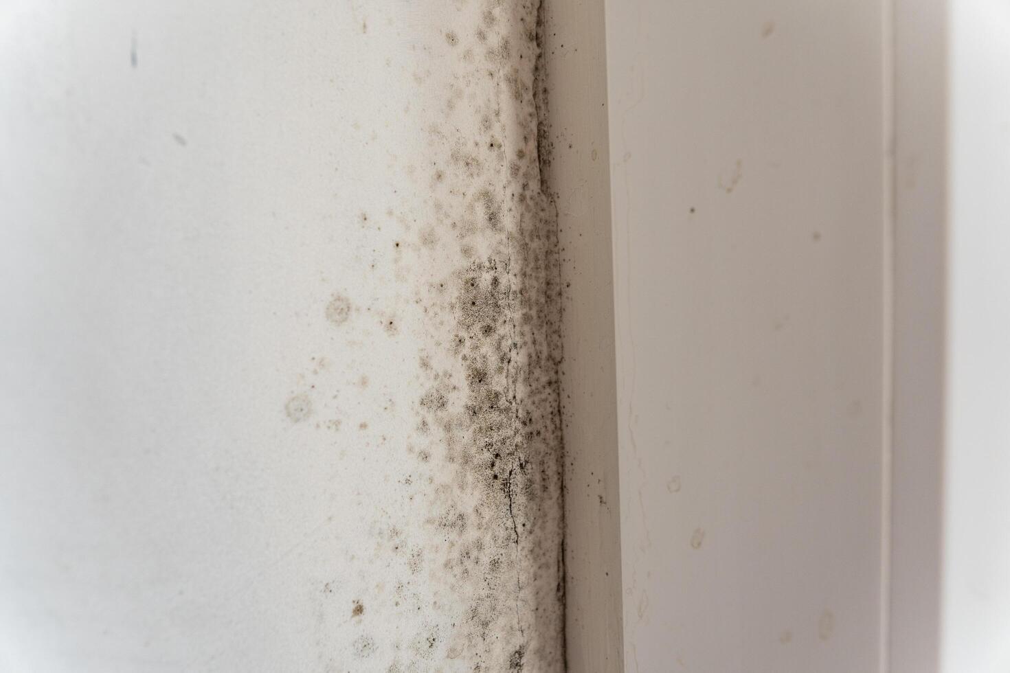 A significant mold infestation is visible in the corner of a wall, indicating moisture issues that may pose health risks and require immediate attention for remediation photo