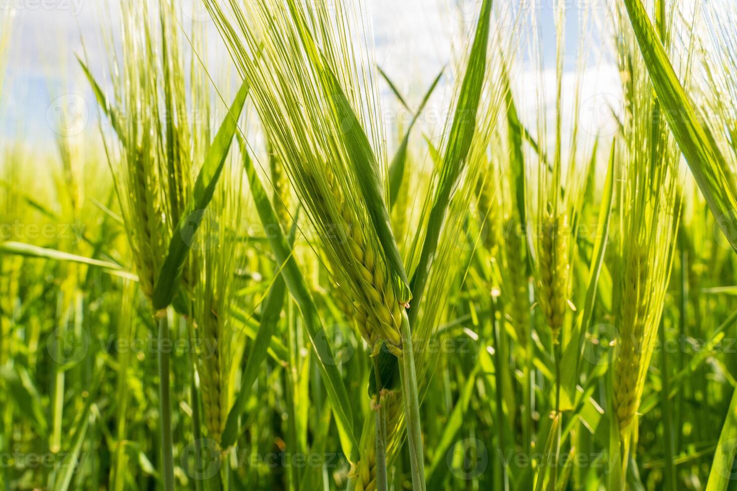 Green barley stalks are blowing gently in the wind in a field. The sun shines on the field, making the stalks shimmer photo