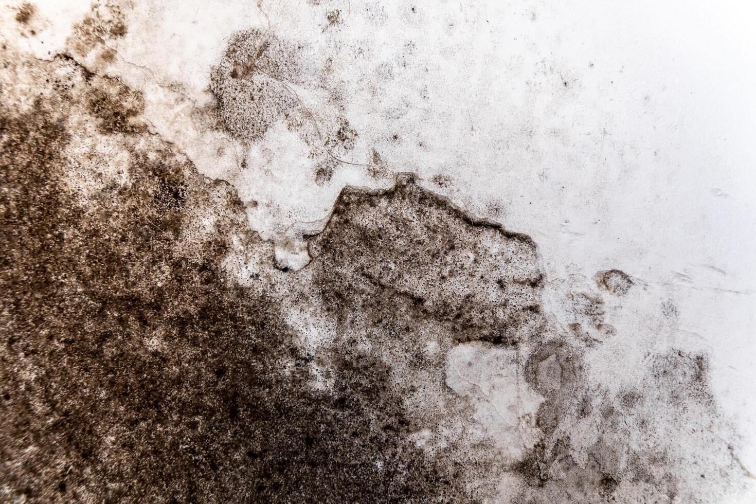 A close-up view of mold growth covering a wall, illustrating the effects of moisture and potential structural damage in a damp environment photo
