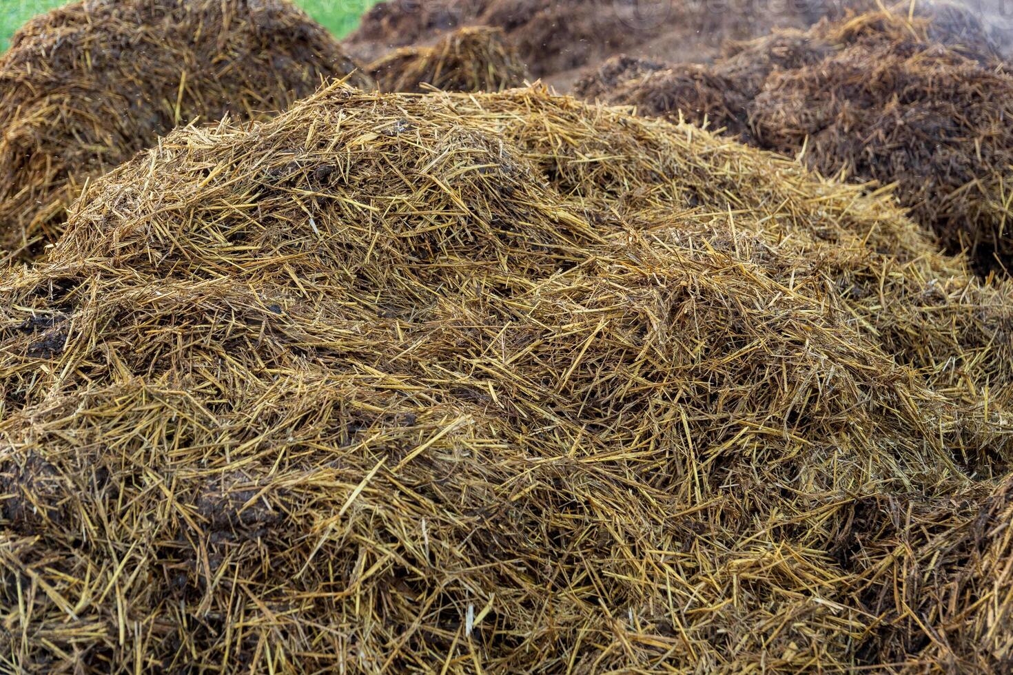 A large mound of fresh manure sits in a sunny rural field, surrounded by lush green grass. The manure appears moist and earthy, indicating recent collection photo