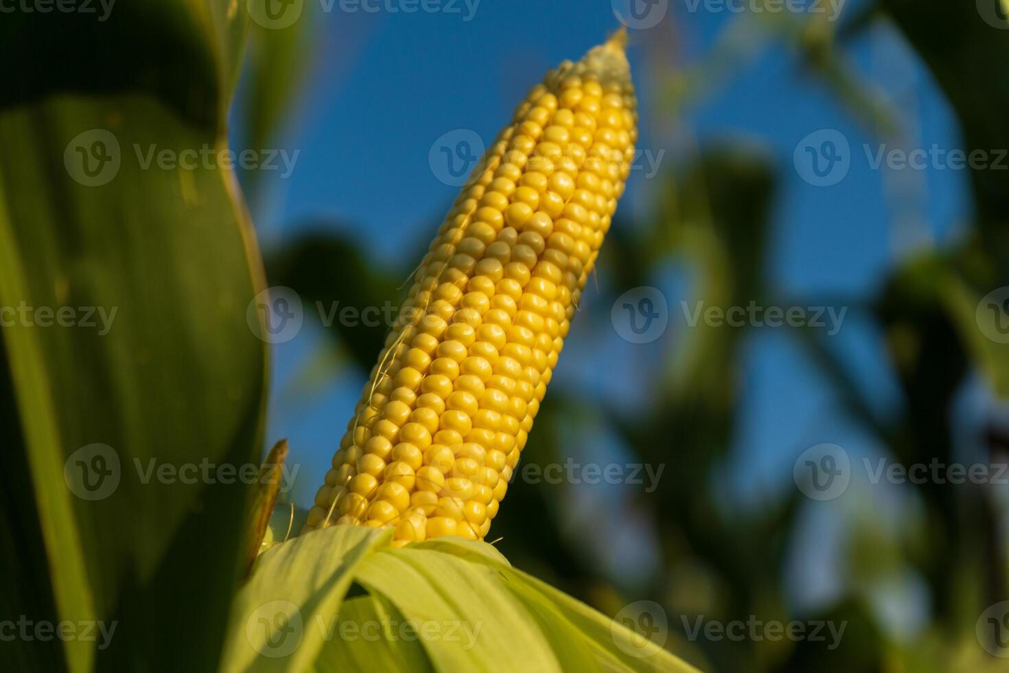 A ripe ear of corn stands prominently on its stalk, basking in the sunlight of a clear blue sky within a vibrant green cornfield photo