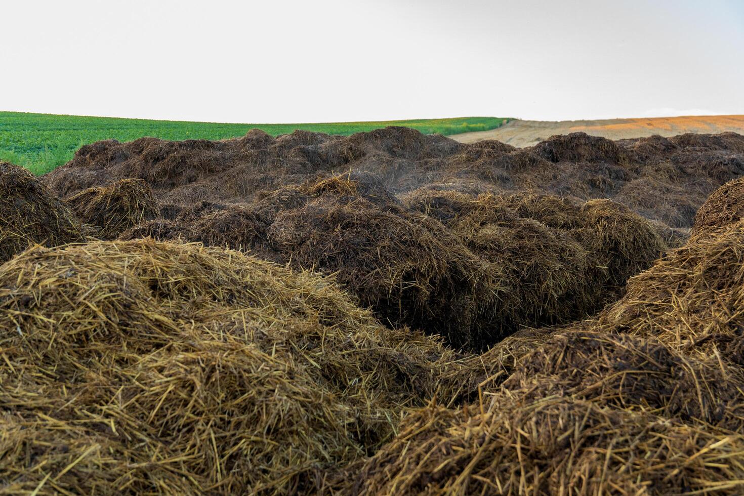 Mounds of freshly harvested straw are scattered across a lush rural field, basking in the golden light of the late afternoon sun. A picturesque farming landscape unfolds beyond photo
