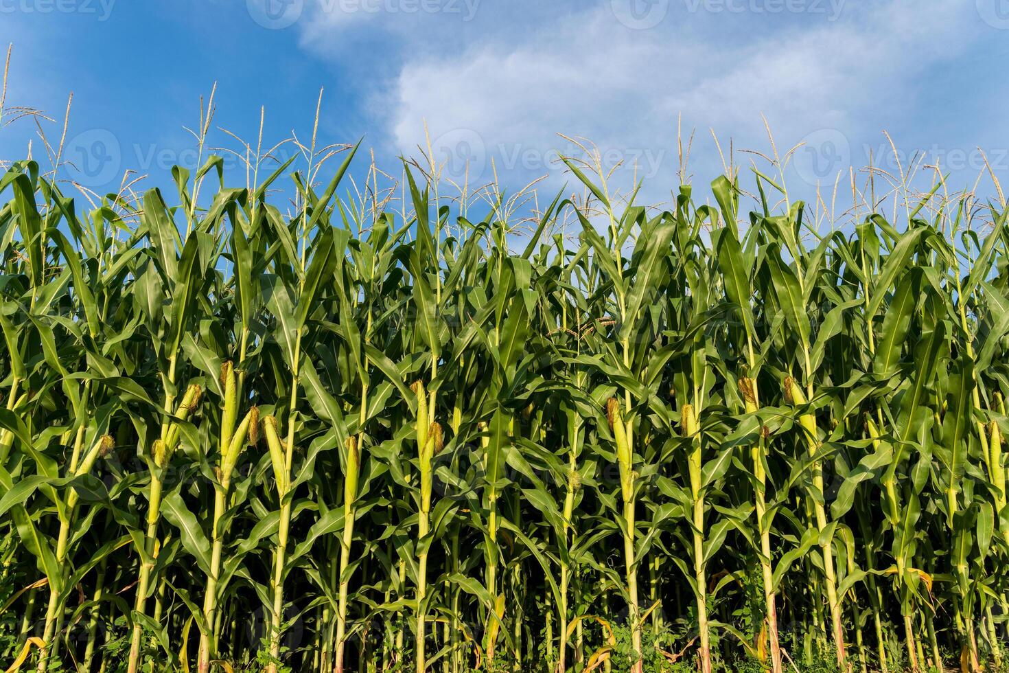 Tall corn plants grow densely against a clear blue sky, indicating a productive summer season in a rural agricultural region. The crops appear well-nourished and vibrant photo