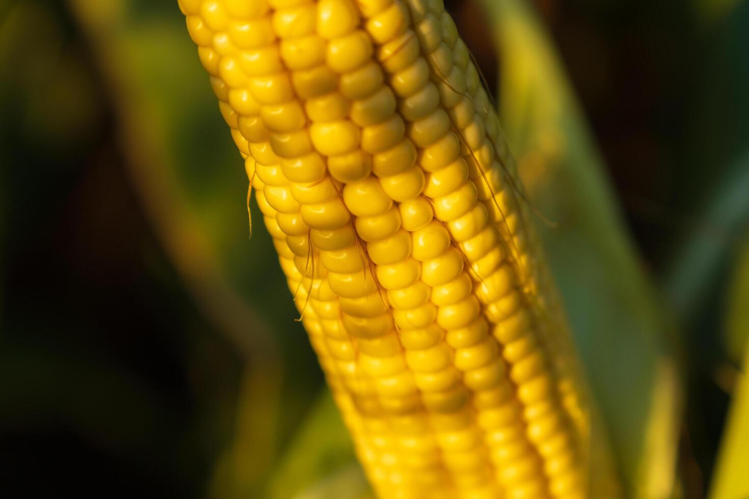 The vibrant yellow corn on the cob is prominently featured against a backdrop of lush green leaves and plants, showcasing the abundance of late summer harvest photo