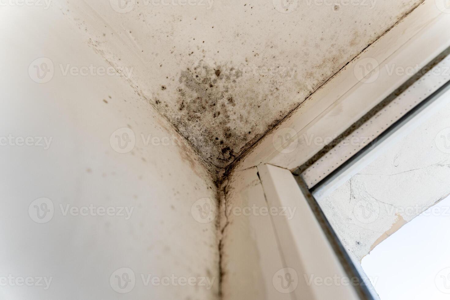 A significant mold infestation is visible in the corner of a room, close to a window, indicating poor ventilation and moisture problems that may affect health photo