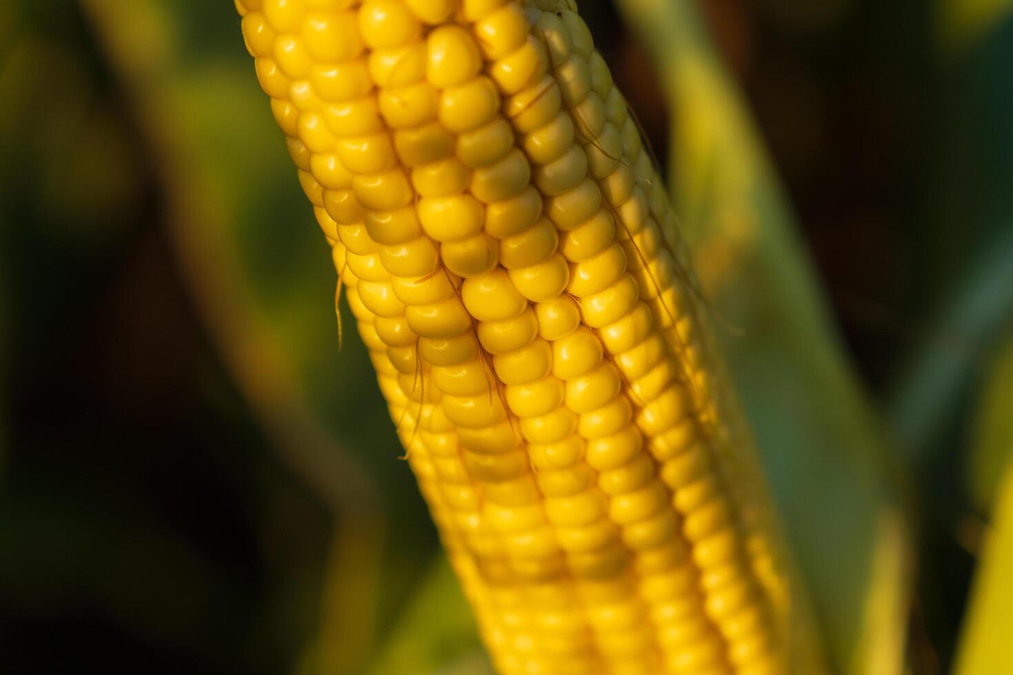 A vibrant cob of corn displays its plump yellow kernels, glistening under the sunlight in a lush farm field, ready for harvest photo