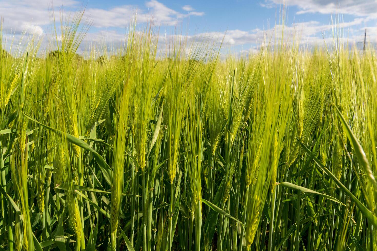 A vibrant barley field flourishes under a clear blue sky dotted with clouds. The plants stand tall, swaying gently in the warm summer breeze, highlighting the abundance of nature photo