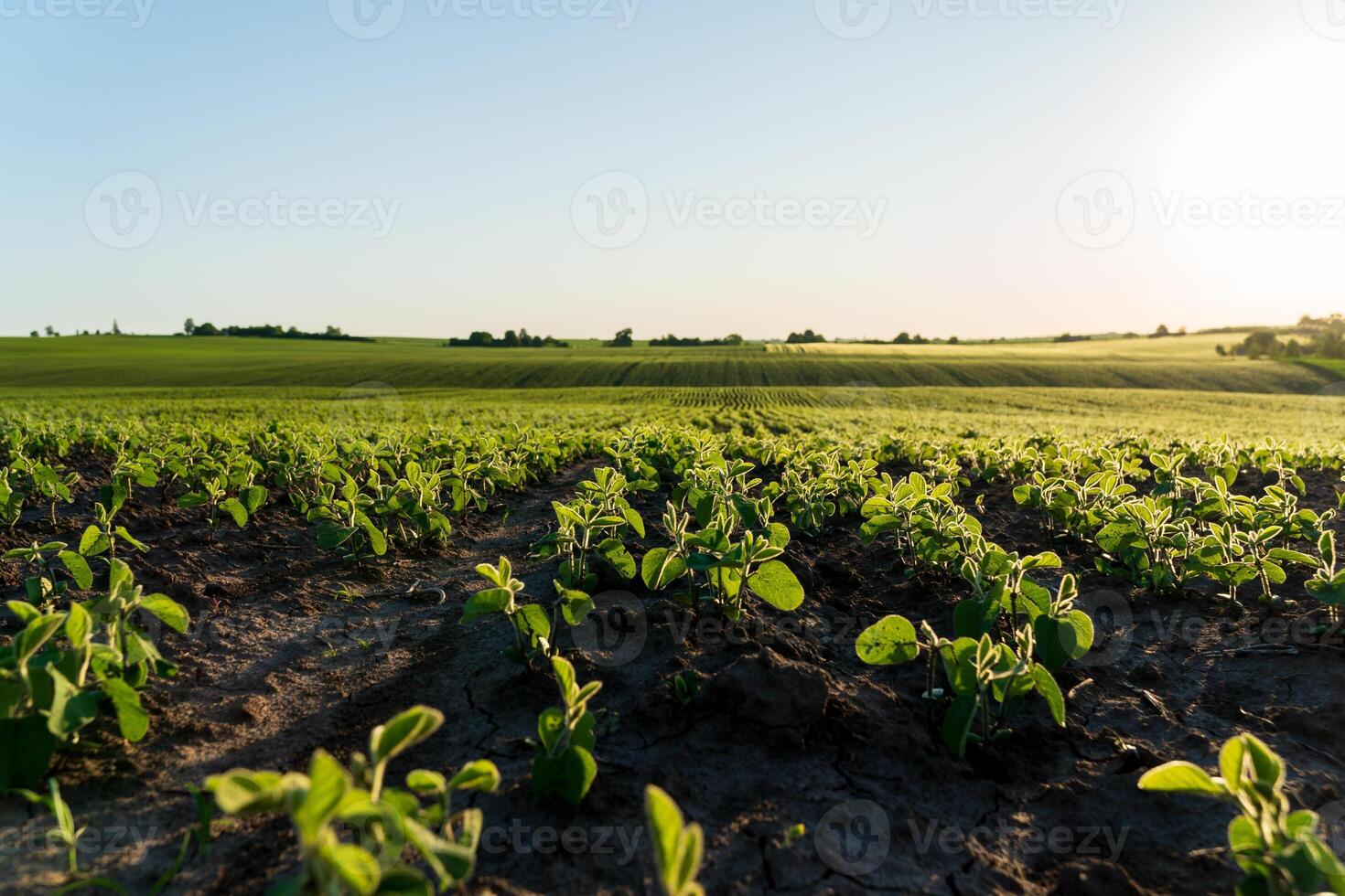 Rows of vibrant young soybeans stretch across a wide, flat field. The sun sets in the background, illuminating the landscape with a warm glow photo