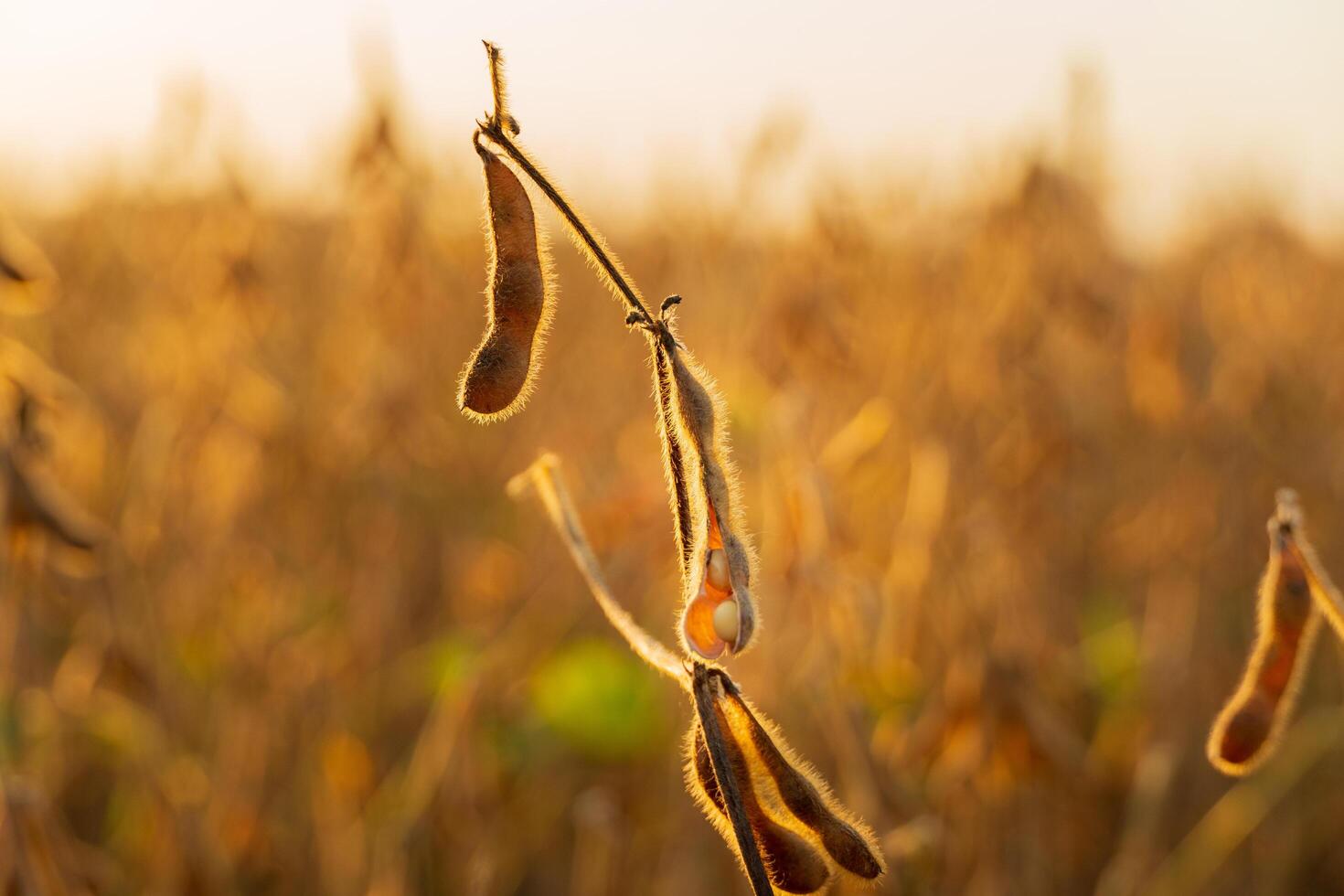 Soybean plants are showcased with their ripening pods glistening in the warm evening light, capturing the essence of late summer in agriculture photo