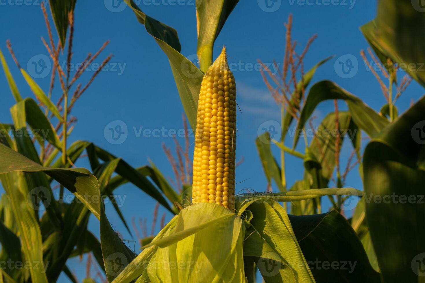 A bright yellow corn ear stands tall among lush green stalks, reaching for a clear blue sky. This captures the essence of summer and the harvest season in agriculture photo