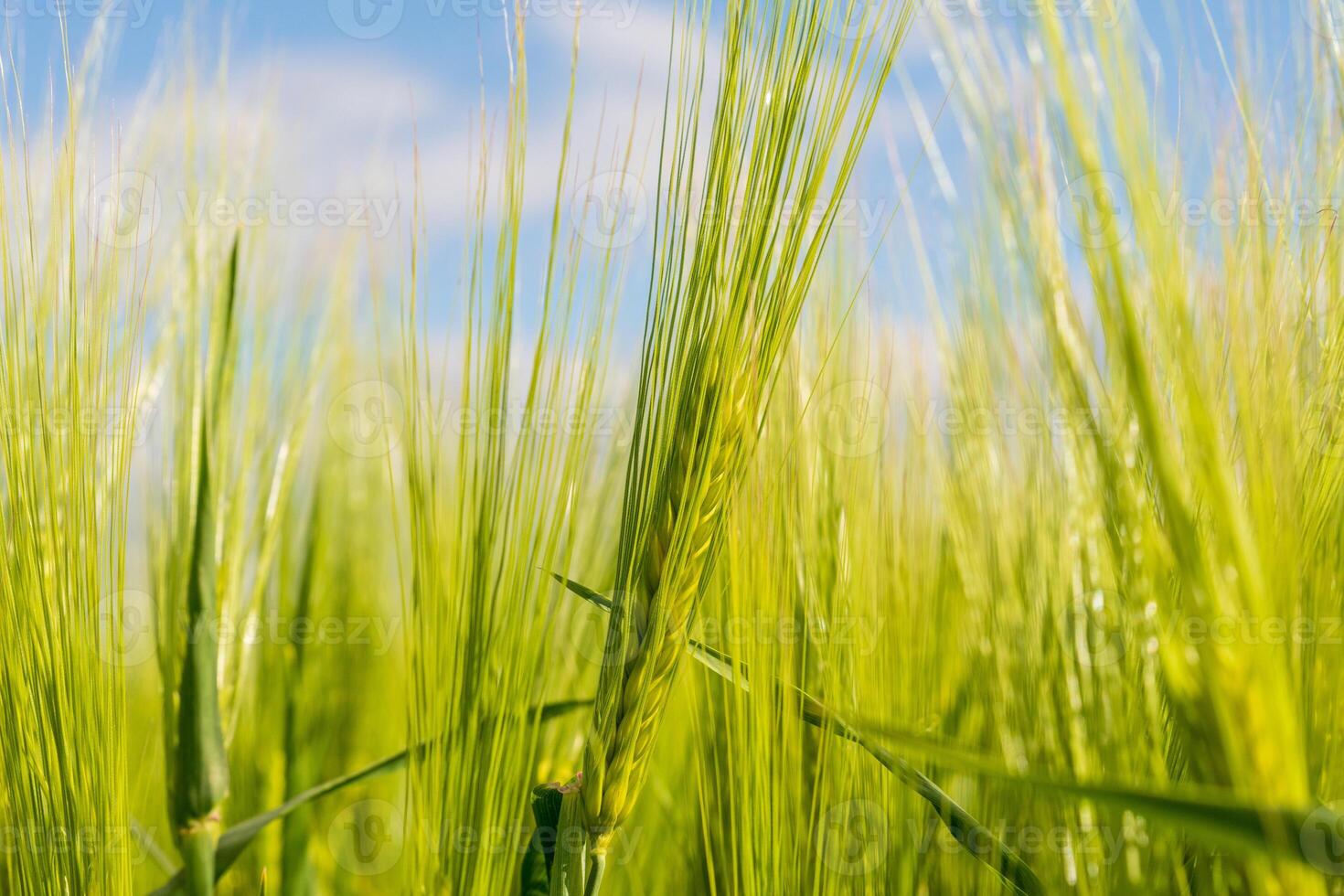 Bright green barley plants grow tall and vibrant, swaying lightly in the warm breeze. The clear blue sky provides a serene backdrop, enhancing the beauty of the field photo