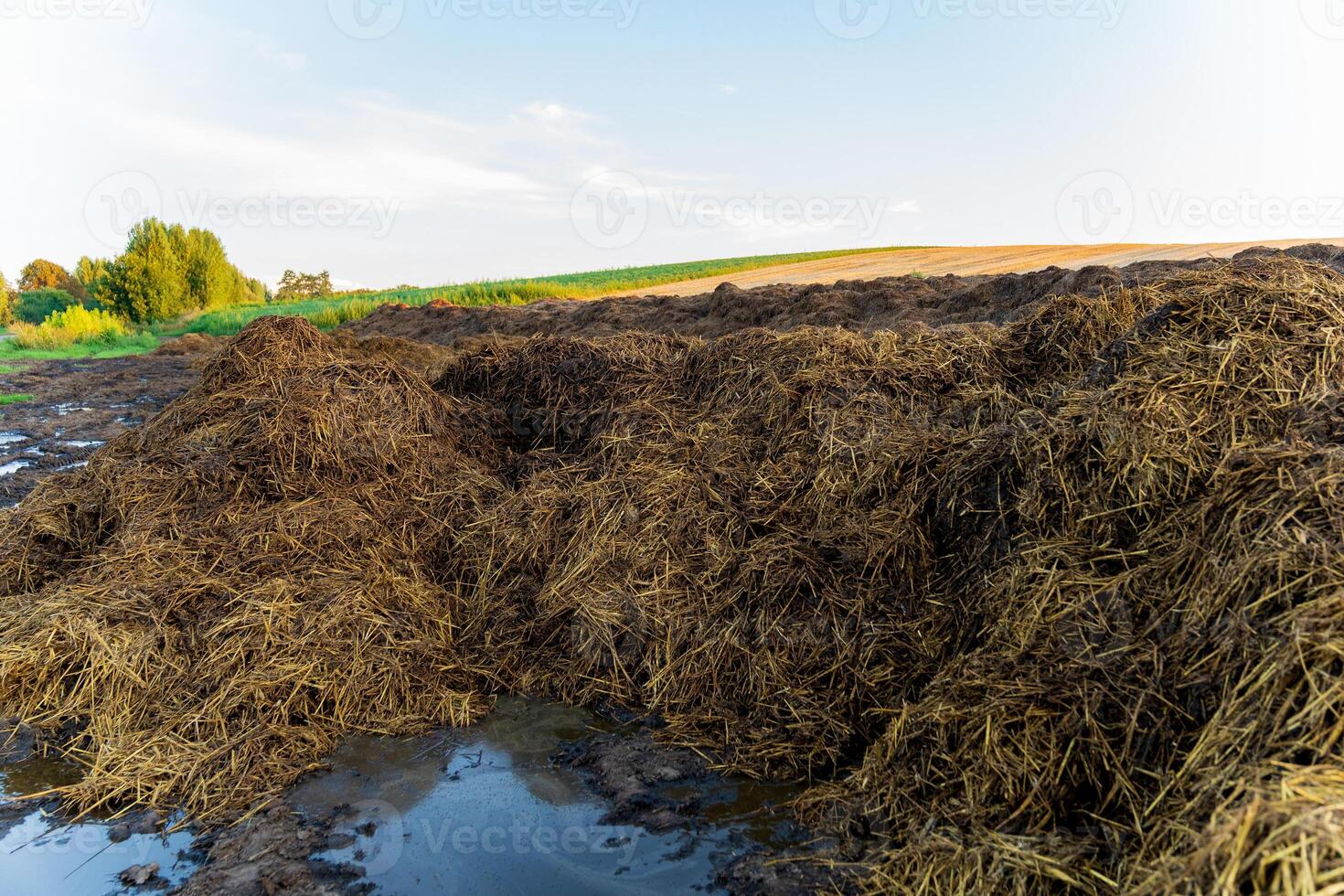 Piles of fresh manure sit on farmland under a clear sky, with lush green fields in the background. The setting highlights agricultural life photo