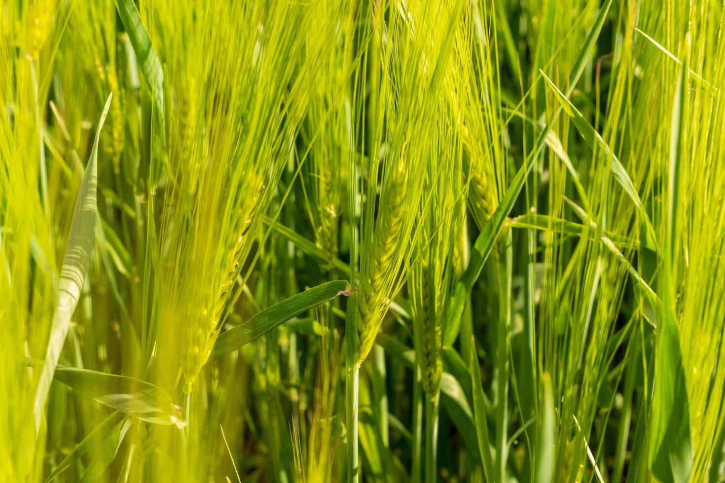 Tall wheat stalks sway gently in the warm breeze, illuminated by the bright sun. The vibrant green and golden hues create a serene landscape in summer photo