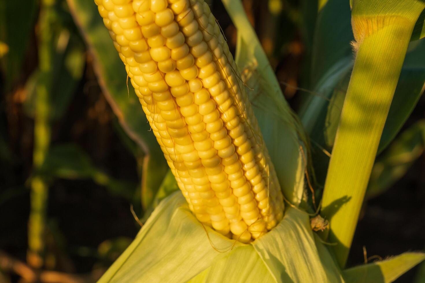 A corn cob grows on a stalk photo