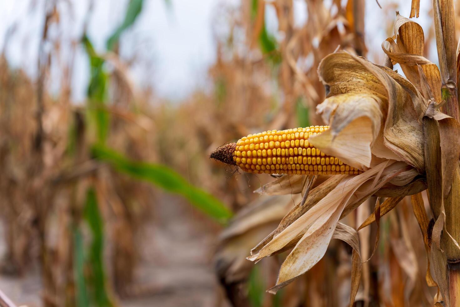 A close view shows a yellow corn cob maturing among dried corn stalks in a field, signaling the onset of autumn and the harvest season approaching photo