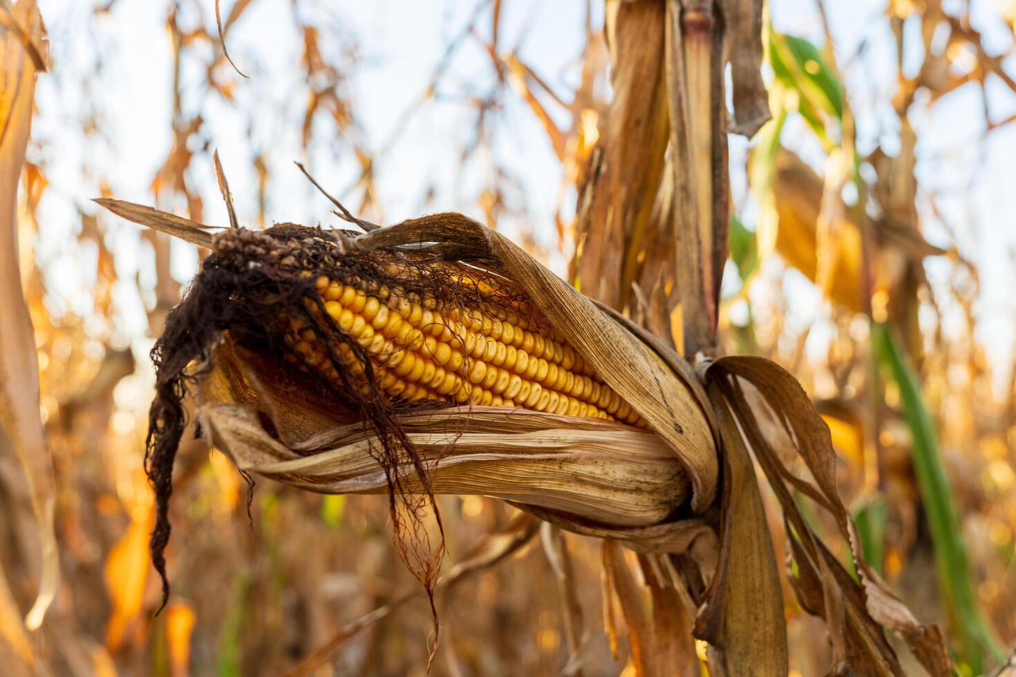 A ripe corn cob rests partially exposed among dry husks, illuminated by warm autumn sunlight, showcasing the transition of the harvest season on a farm photo