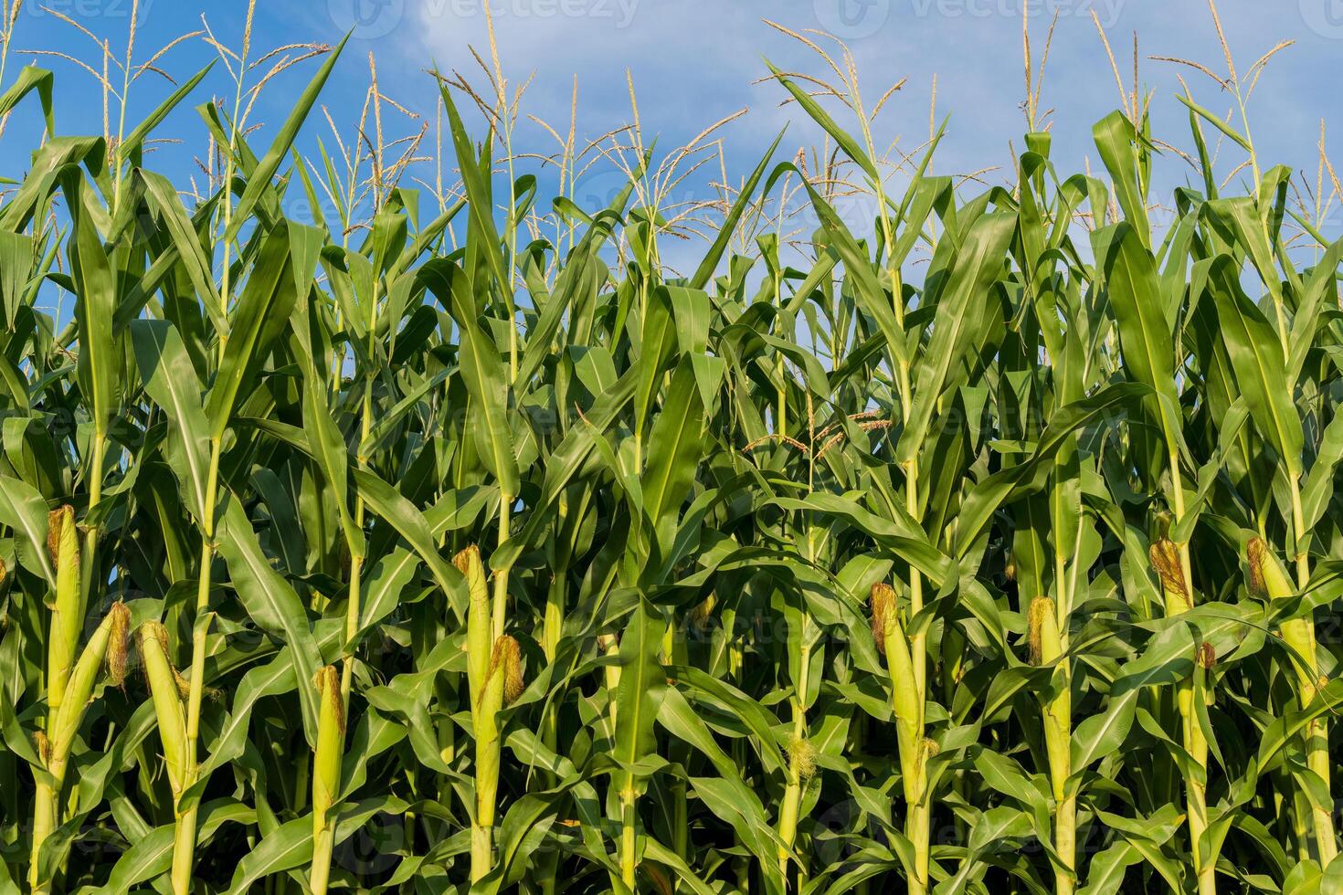 This lush cornfield displays tall, healthy green stalks reaching toward a bright blue sky, showcasing developing ears of corn amidst the sunny landscape photo