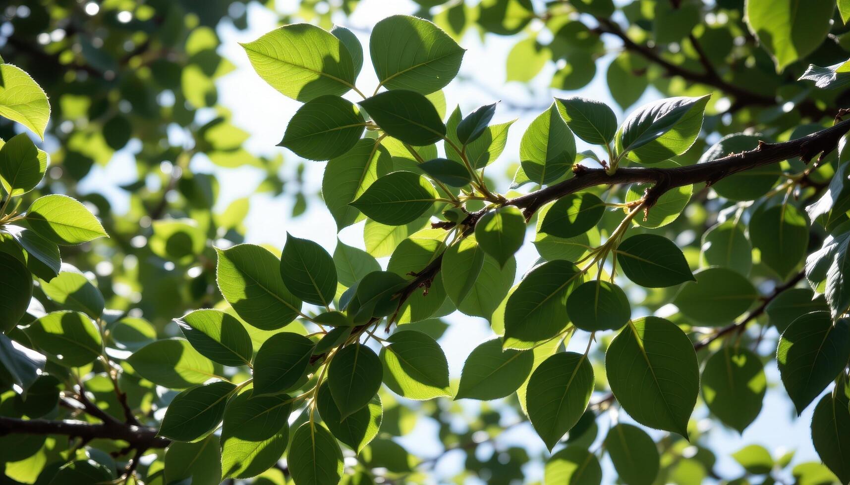 canopy of overlapping green leaves photo