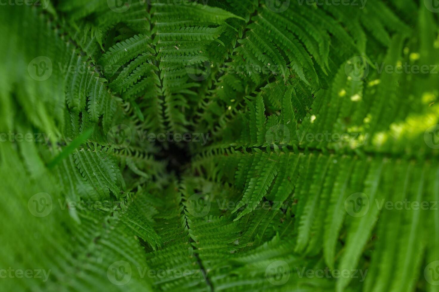 A fern leaf is seen in the center of a green plant photo