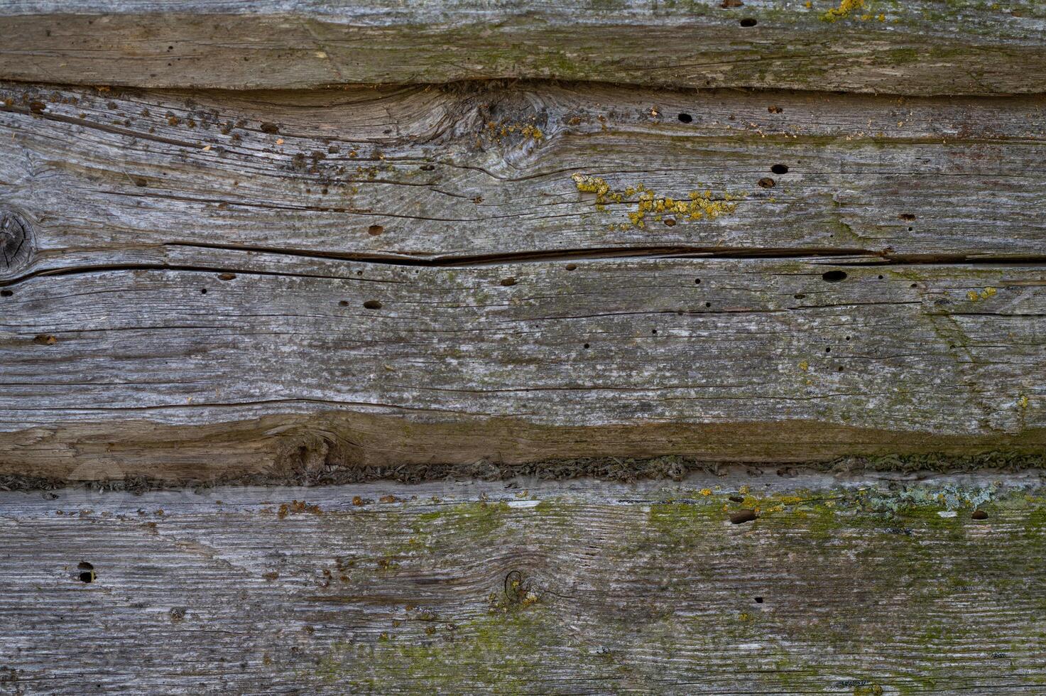 Old insect-eaten wooden texture covered with moss photo