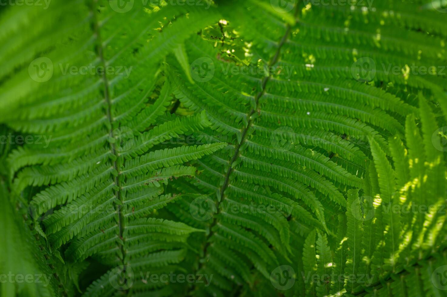 Lush green fern leaves forming a natural pattern, vibrant foliage in close-up, fresh and photo
