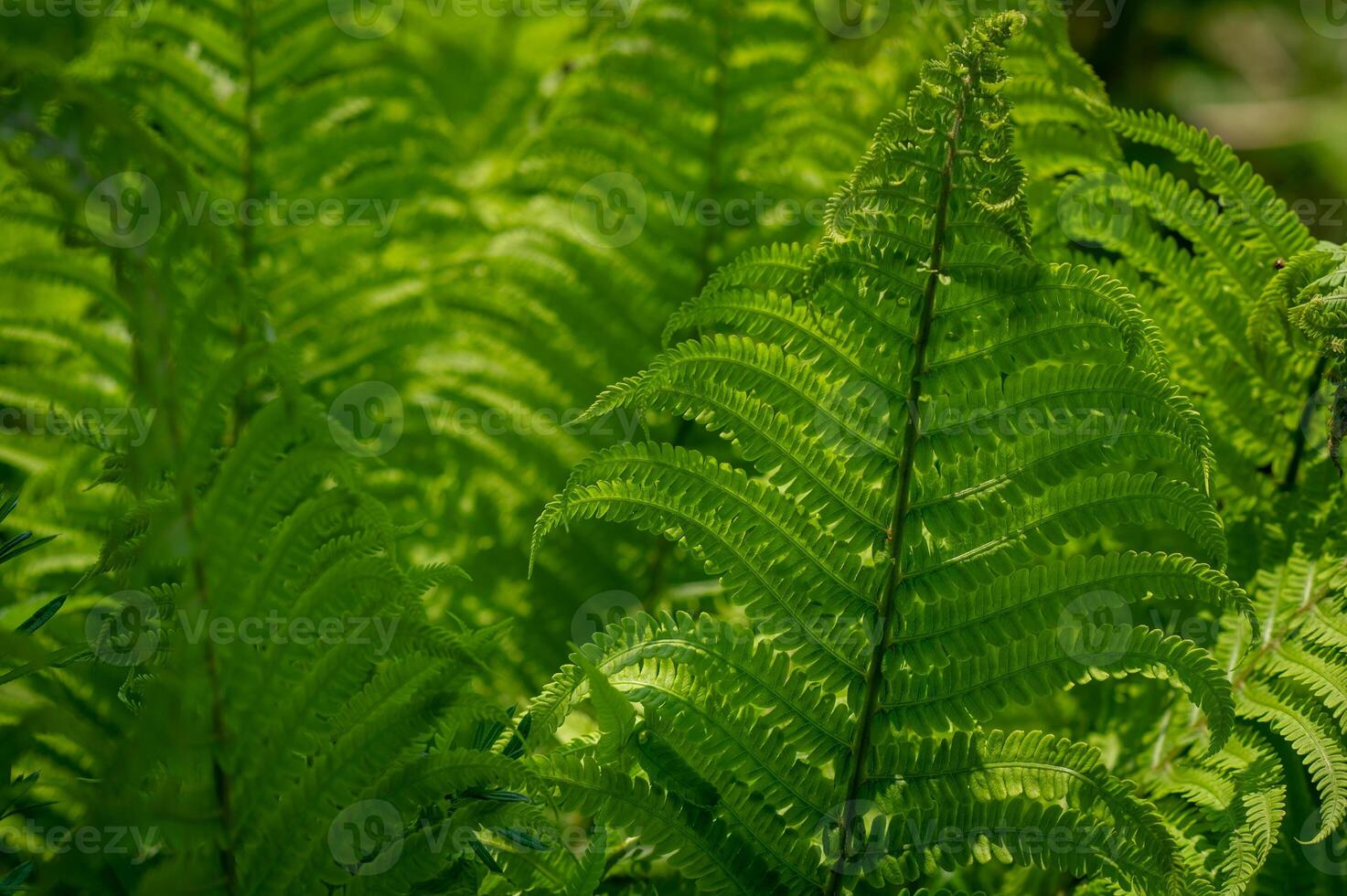 Lush green fern leaves forming a natural pattern, vibrant foliage in close-up, fresh and rich botanical texture photo
