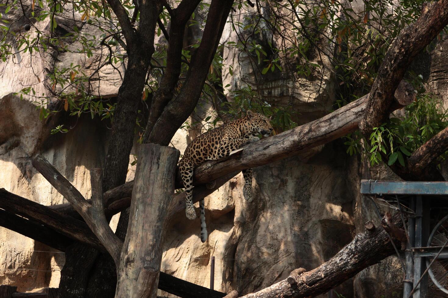 a leopard is sitting on a tree branch photo