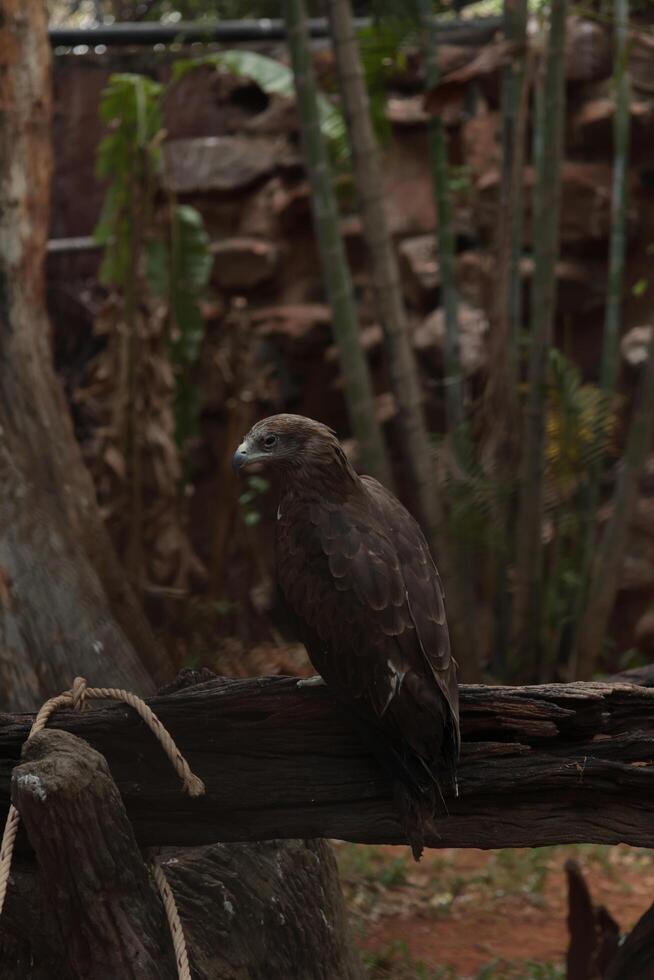 a bird sitting on a wooden post in a zoo, Eagle birds photo