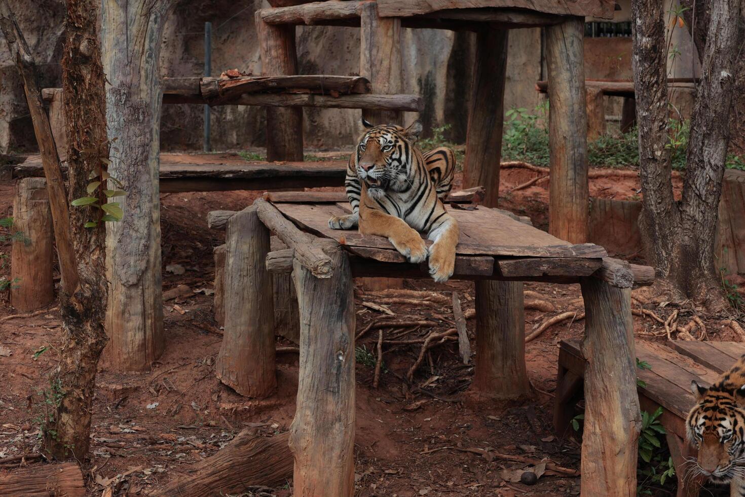 two tigers sitting on a wooden bench photo